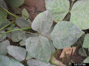 uploads/images/disease/Powdery mildew of black gram.jpg
